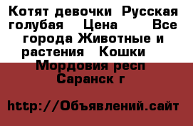 Котят девочки “Русская голубая“ › Цена ­ 0 - Все города Животные и растения » Кошки   . Мордовия респ.,Саранск г.